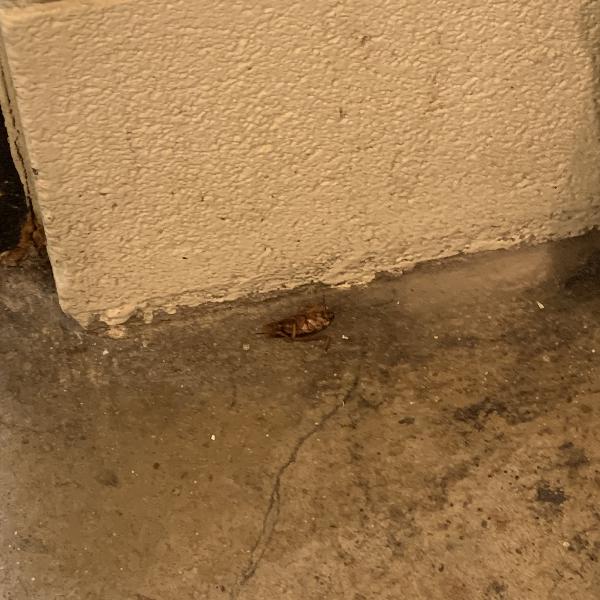 Foster/Knox Apartments Photo