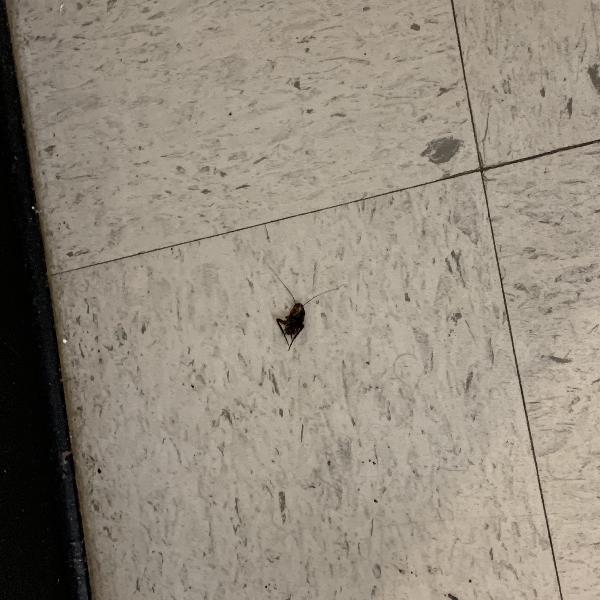 Foster/Knox Apartments Photo